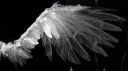 seraph banner
