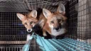 The Fox Den ʳᵉᵛᵃᵐᵖᶦⁿᵍ server banner