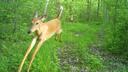 Fawn fountain Banner