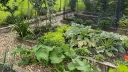 Veggie banner