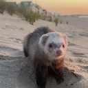 Fear Ferret's Discord server banner
