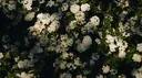Android Discord banner