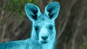 Kangaroo Tales banner