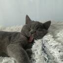 Cat cafe Banner