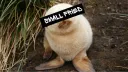 Small Fried banner
