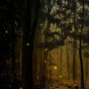 ;: Fireflies Field . Banner