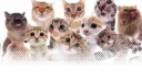 ssanes server banner