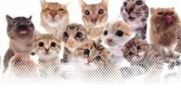 ssanes server banner