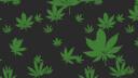 The Sesh Shed Banner
