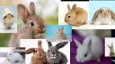 bunnies! 🤍 banner