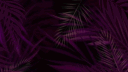 After Dark banner
