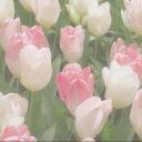 homegirl bakery  Banner