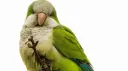 Avali Appreciation Club Discord server banner