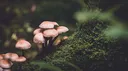 Mossy Garden Discord server banner