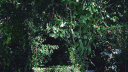 Isabel LaRosa banner