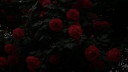 𝙼𝚘𝚘𝚗𝚕𝚒𝚝 𝙲𝚊𝚏𝚎 Discord server banner