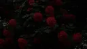 𝙼𝚘𝚘𝚗𝚕𝚒𝚝 𝙲𝚊𝚏𝚎 Discord server banner