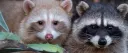 Racoon Cafe server banner