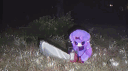 The Sniscord Snerver banner