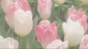 querencia banner