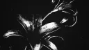 R A˙・cᴏᴍᴍᴜɴɪᴛʏ banner
