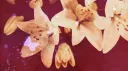 Tendres Coeurs banner