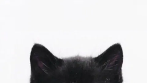 /littleroom banner