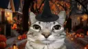Catnip Café ෆ ̖́- banner