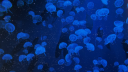 𖦹jellyfish farm𖦹 Discord server banner