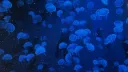 ๐ฆนjellyfish farm๐ฆน server banner
