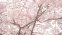 🎸 ⸝⸝ /ironjin 𓂃 rvmp Discord server banner
