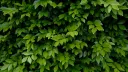 The Bushel banner