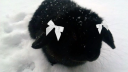 SORASHI Discord server banner