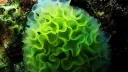 /reef Discord server banner