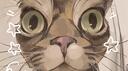 SoftCatMemes Banner