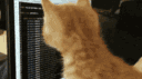 Nully & Day's Config Club (💙 GATO) banner
