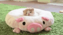 @ivory      ⊹      collαbs banner