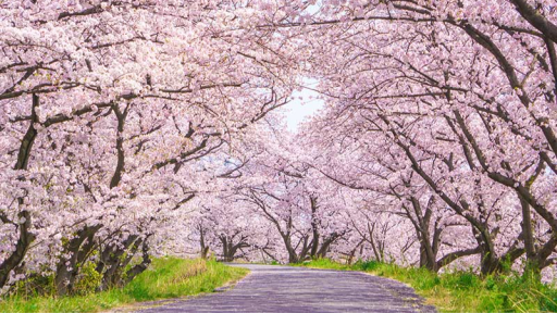 島 -しま- Discord server banner