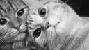 Dilara banner