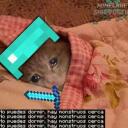 kitten smp Banner