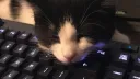 𝕋𝕙𝕖 ℂ𝕒𝕥 𝕋𝕠𝕨𝕟 🐾 Discord server banner