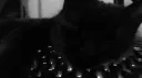 𝐶𝑢𝑡𝑒𝑠𝑦 ⸸ Discord server banner