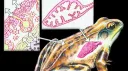 Frogcels Discord server banner