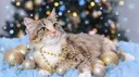 Kitten | NA & EU banner