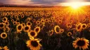 ୧⍤⃝🌻ᡣ𐭩𝗌𝗎𝗇𝖿𝗅𝗈𝗐𝖾𝗋 𝗀𝗀𝖺𝗆𝗂𝗇𝗀🌻( *ᴗ͈ˬᴗ͈)ꕤ banner