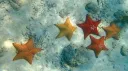 Camp Half-Blood: Primordial Vengeance Discord server banner