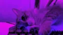 𝓞𝓫𝓼𝓮𝓼𝓼𝓲𝓸𝓷 18+ banner