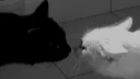The Cat Palace banner