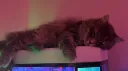 angie's server banner