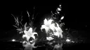 Verena Discord server banner
